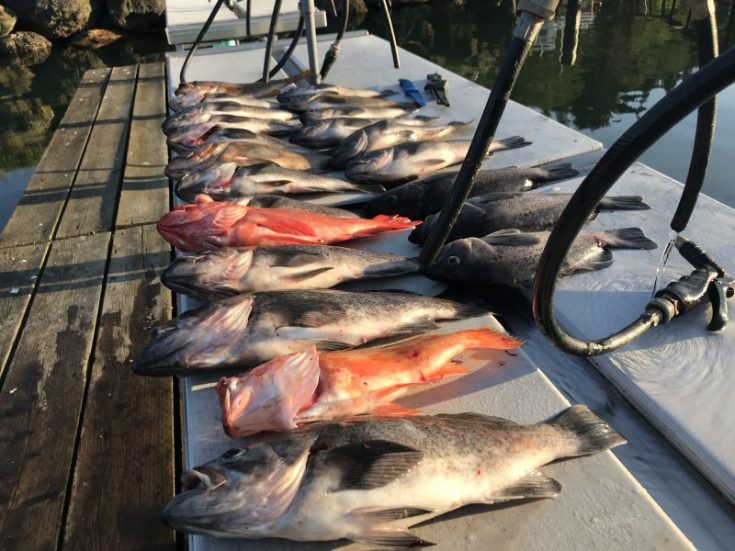 Traeger Grilled Rockfish Recipe Or Whatever You Do