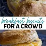 Breakfast Biscuits for a Crowd