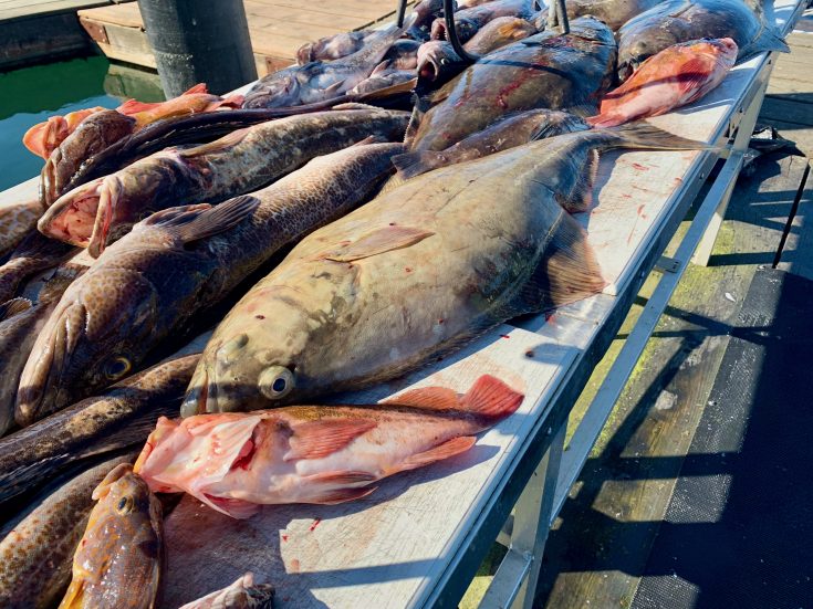 Traeger Halibut with Parmesan Or Whatever You Do
